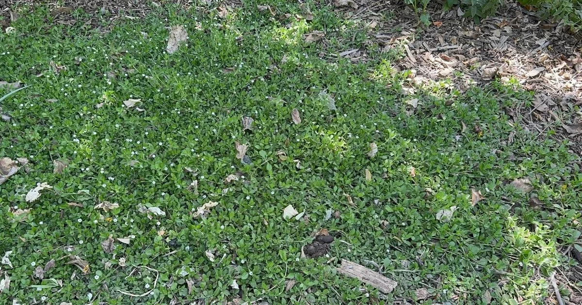 A patch of green ground cover with small white flowers and scattered sticks on the soil, adding charm alongside the best shrubs for desert landscape designs.
