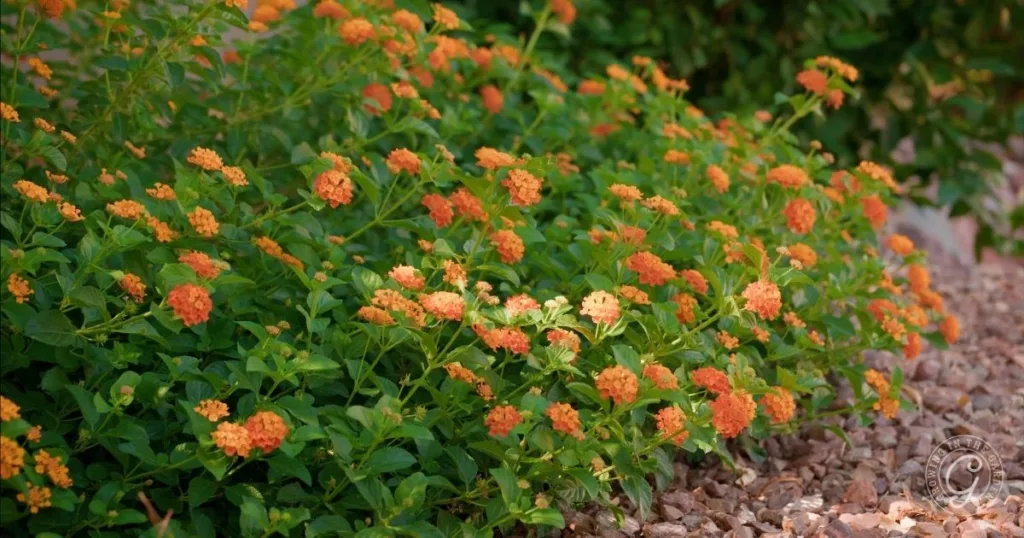Orange flowers bloom on green leafy lantana plants, one of the best shrubs for desert landscape, growing next to a rocky garden bed.