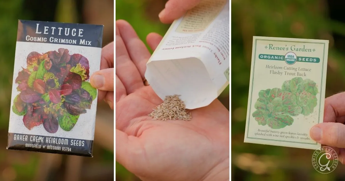 Three panels show lettuce seed packets and a hand pouring seeds&mdash;these easy vegetables are ideal for planting as fall vegetables, especially in areas with mild winters.