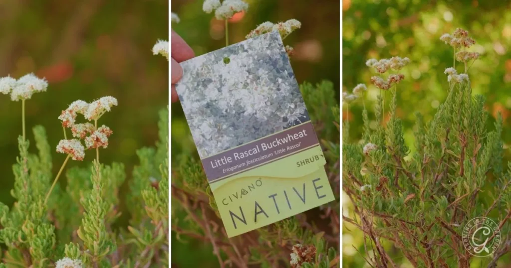 Little Rascal Buckwheat shrub, one of the best shrubs for desert landscape, displays clusters of small white flowers and a plant tag labeled NATIVE.