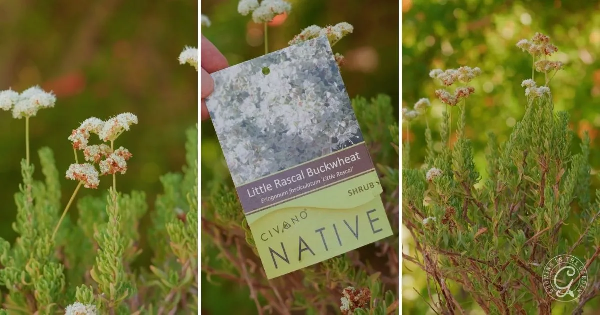 Little Rascal Buckwheat shrub, one of the best shrubs for desert landscape, displays clusters of small white flowers and a plant tag labeled NATIVE.