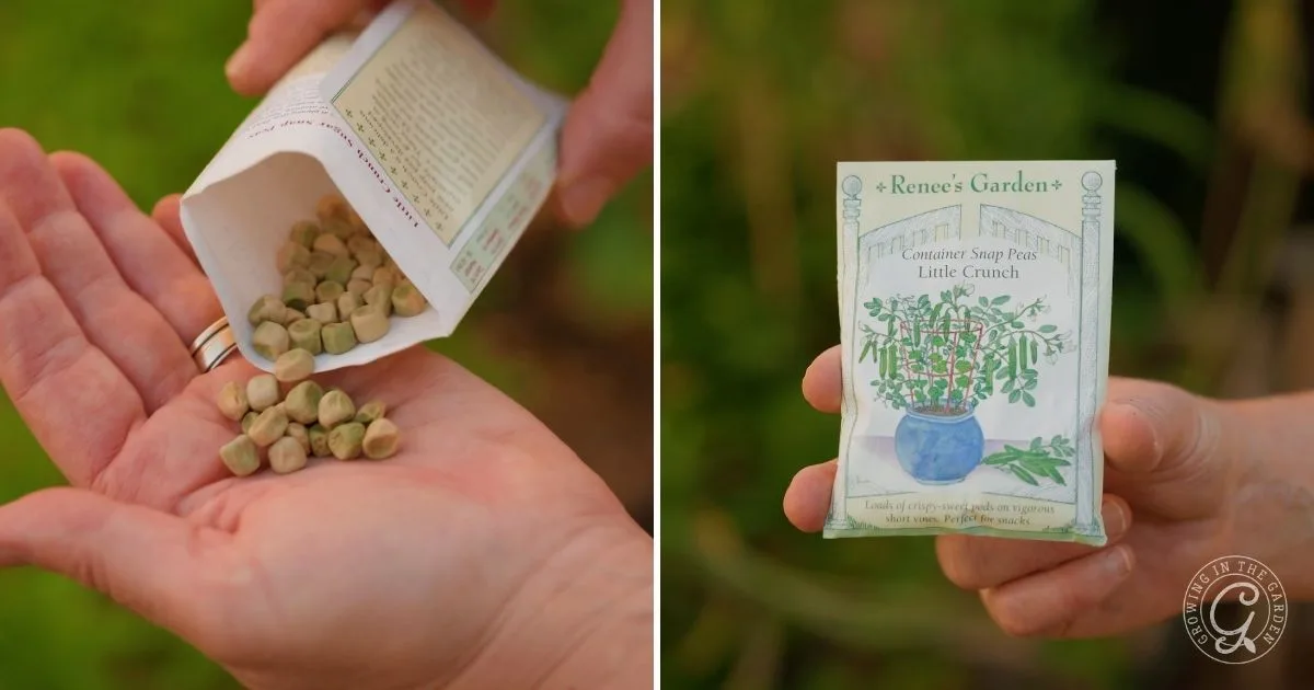 Hands holding pea seeds and a small seed packet labeled Renee&rsquo;s Garden: Container Sugar Peas Little Crunch&mdash;an easy fall vegetable perfect for planting in mild winters.