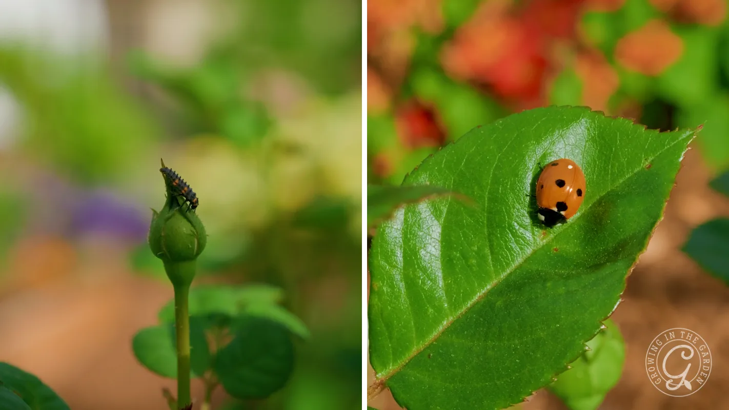 Left: caterpillar on a rosebud. Right: ladybug on a green leaf with a blurred reddish background.