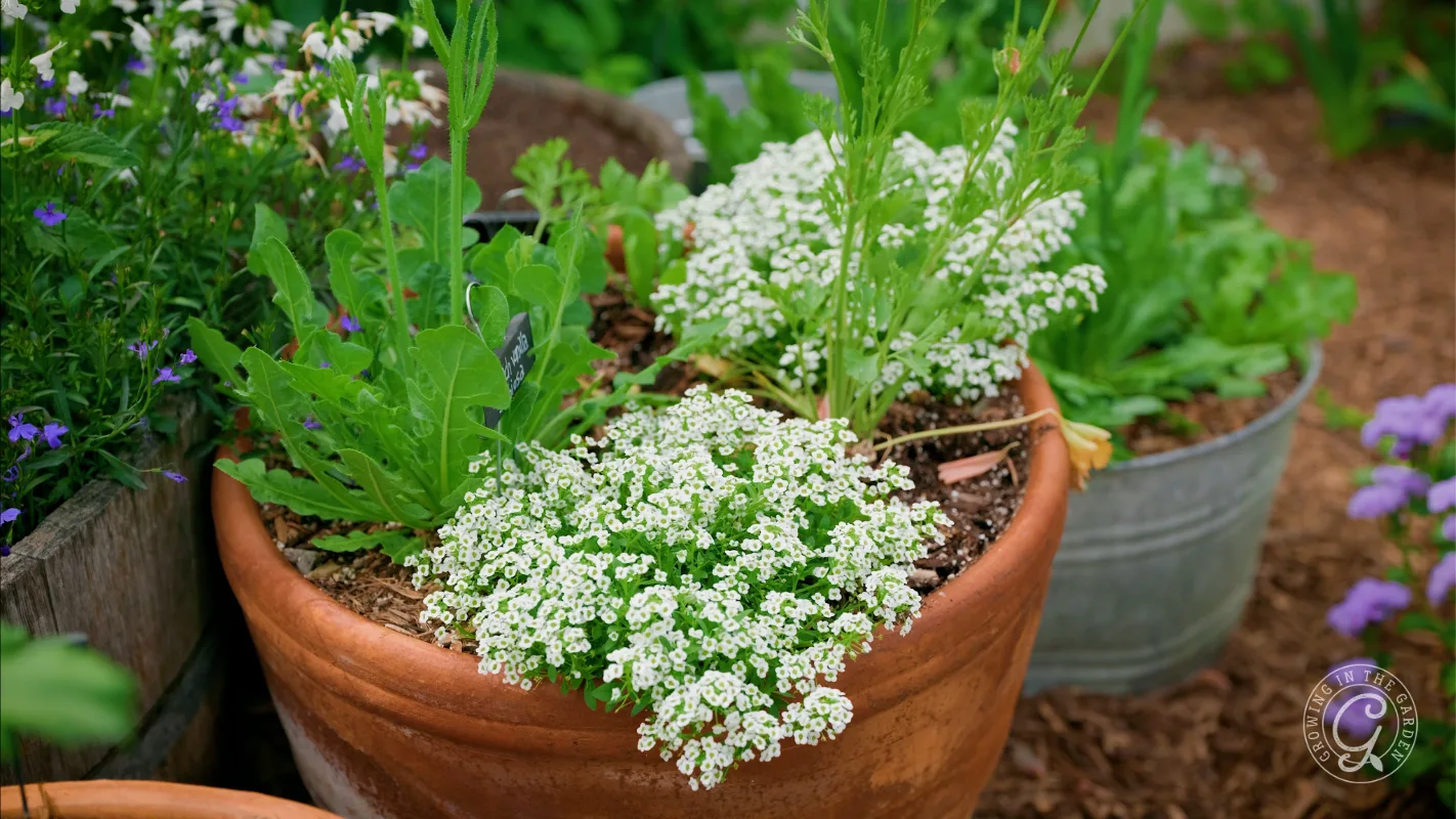 A terracotta pot filled with blooming white flowers and green foliage in a garden setting.