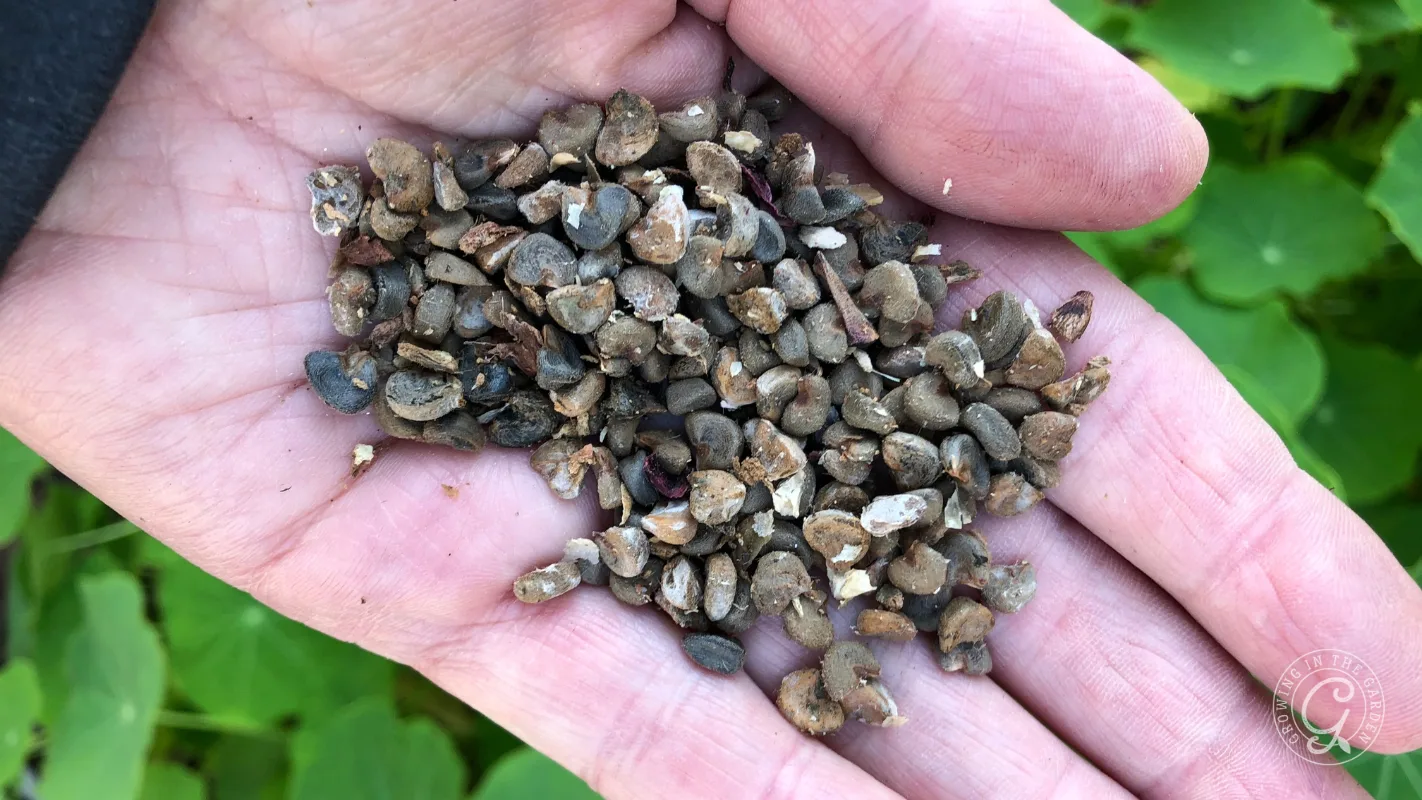 A hand holding small brown seeds or pebbles, with green leaves in the blurred background.