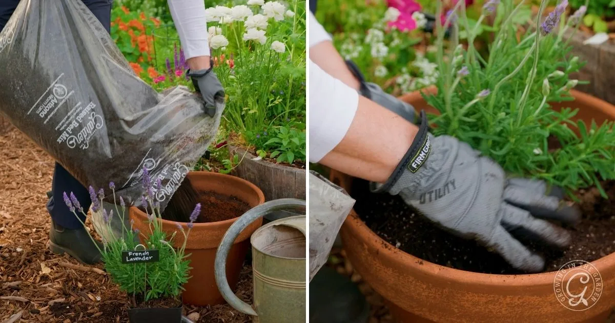 Person potting French lavender in a terracotta planter, adding soil and arranging the plant in a garden setting&mdash;showing how to grow herbs in containers for a beautiful and fragrant outdoor space.