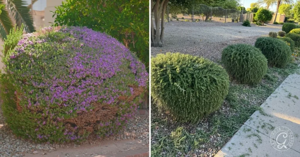 Two photos of neatly trimmed round bushes, one adorned with small purple flowers—an excellent example of the best shrubs for desert landscape.