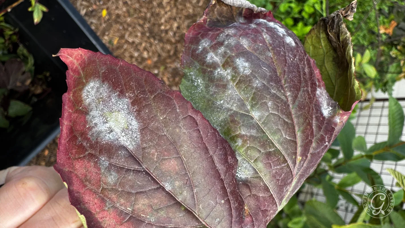 Two reddish leaves with white powdery mildew spots, held outdoors near plants and mulch.