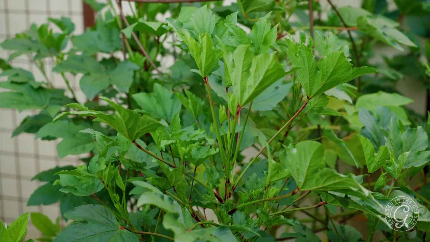 Green leafy plant with reddish stems growing densely against a light background, indoor or outdoor setting.