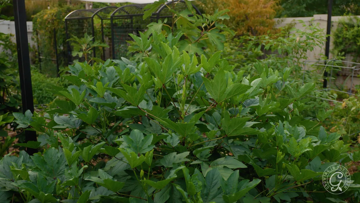 Green leafy plants growing densely in a garden with a metal structure and more greenery in the background.