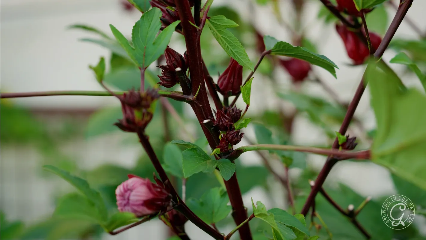 Close-up of a hibiscus plant with green leaves and red flower buds, stems are deep maroon.