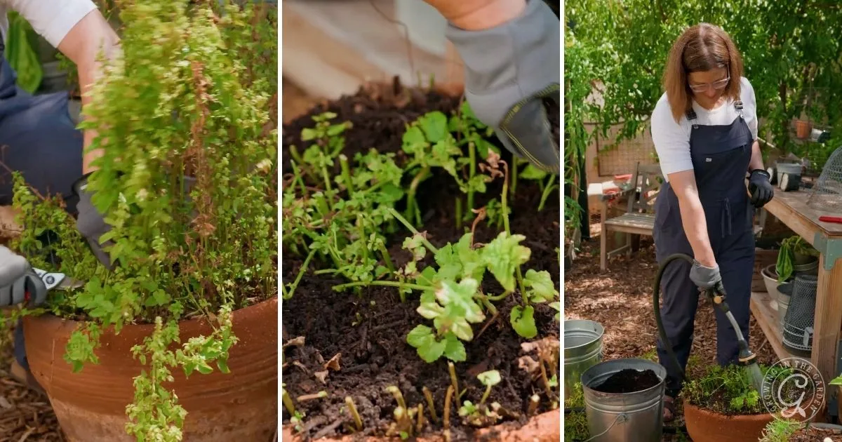 Three photos show a person pruning and transplanting herbs in a garden, demonstrating how to grow herbs in containers with pots and fresh soil.