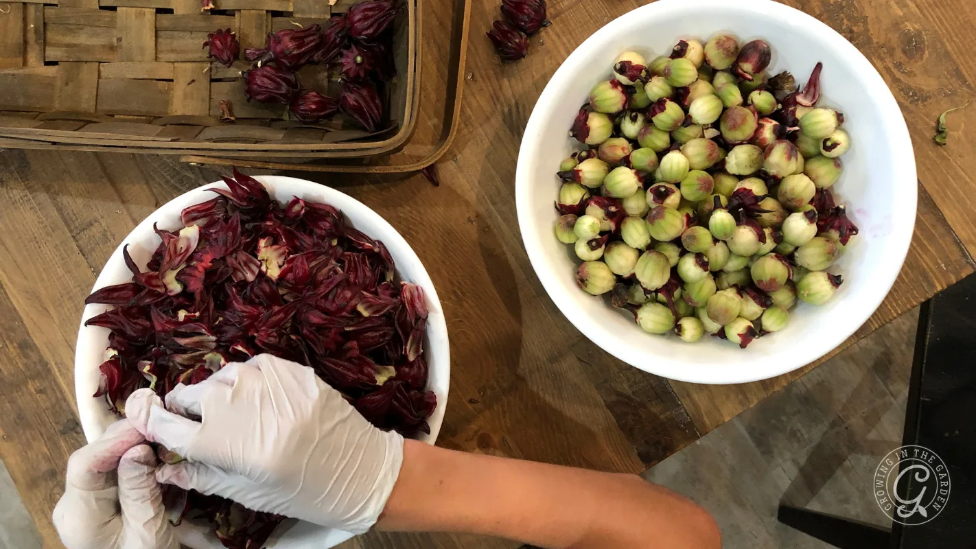 Gloved hand separates red hibiscus petals in a bowl, with green calyces and a basket nearby on a wooden table.