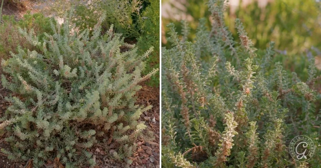 Side-by-side images of leafy, green desert shrubs thriving in rocky soil, showcasing some of the best shrubs for desert landscape designs.