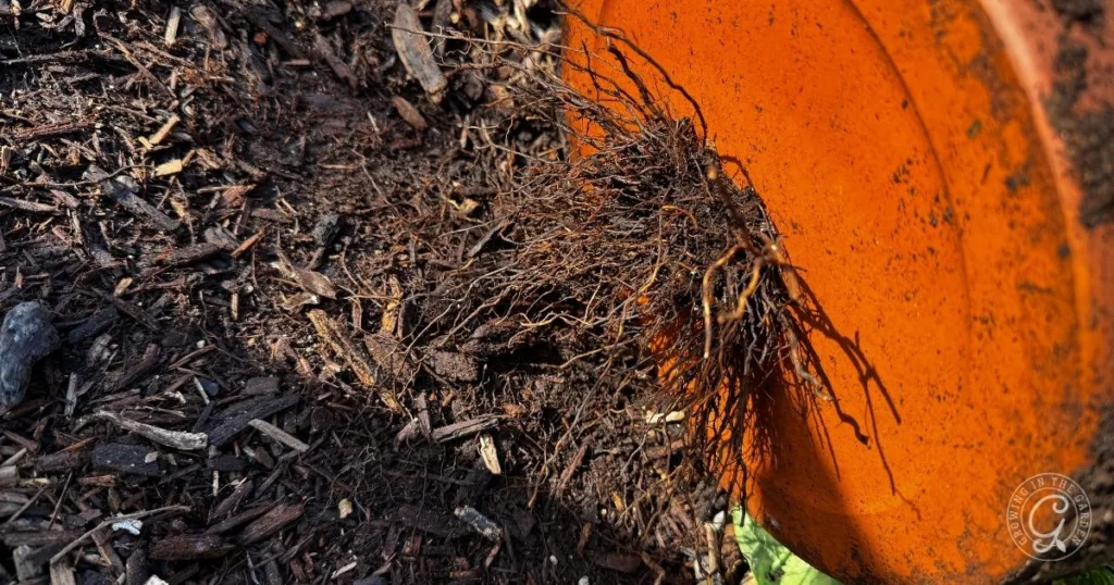 Plant roots tangled in soil, being removed from an orange pot, showing how to repot herbs, with mulch spread on the ground.