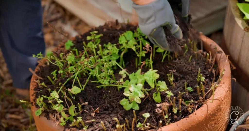A gloved hand adds soil to a large terracotta pot with green plants, demonstrating how to repot herbs for healthier growth.