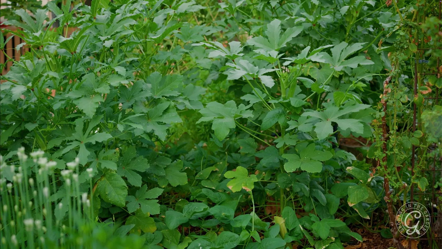 Dense green okra plants with broad leaves growing in a garden, some smaller plants visible below.