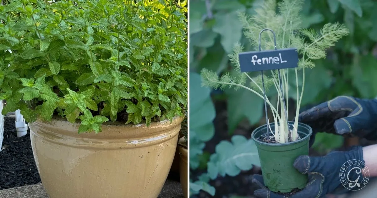 Left: Mint growing in a large pot shows how to grow herbs in containers. Right: Gloved hands hold a small potted fennel plant with a label.
