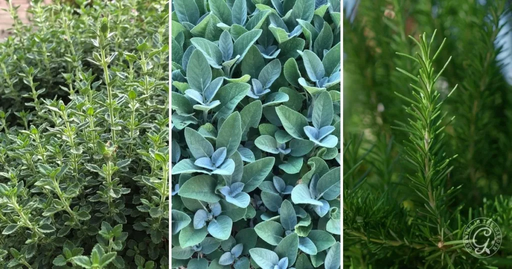 Close-up of thyme, sage, and rosemary plants shown side by side in three vertical panels, perfect for illustrating fall perennial herb care.