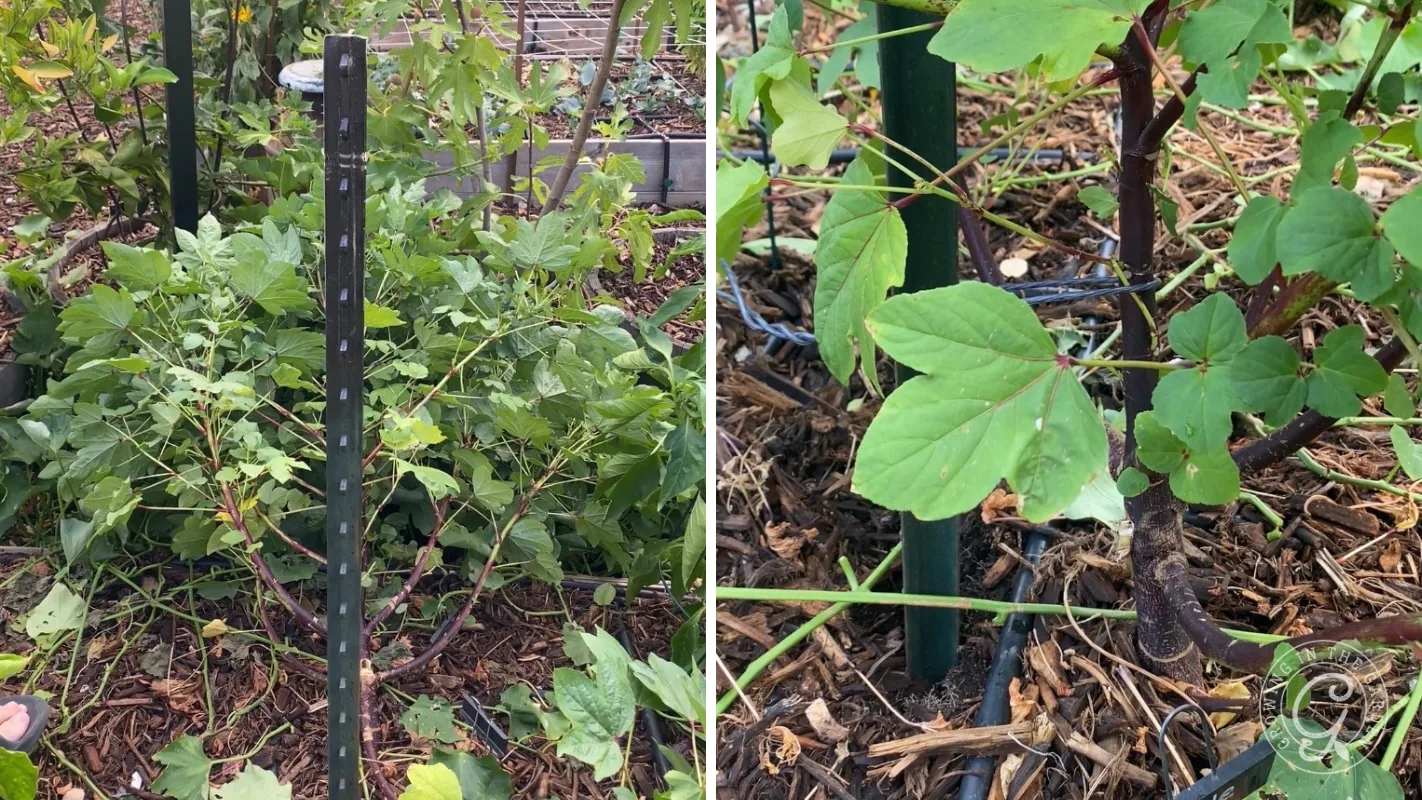 Two close-up views of green leafy plants growing in a garden, supported by metal stakes in the soil.