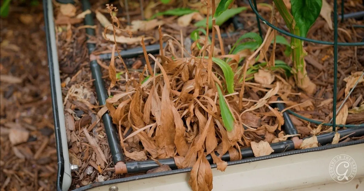 A plant in a garden bed with brown, wilted leaves indicates it is dried out or dying&mdash;a common sight during a summer to fall garden transition.