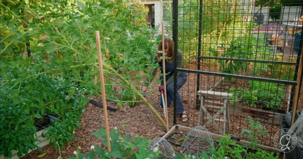 A person tends a lush vegetable garden, pruning plants near a metal fence on a sunny day, embracing the summer to fall garden transition.