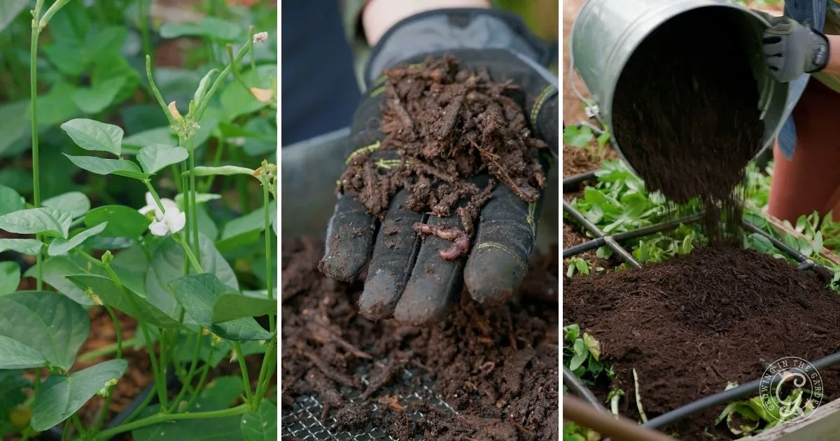Three images: bean plants, a gloved hand holding compost with worms, and compost being poured onto soil&mdash;perfect visuals for a summer to fall garden transition.