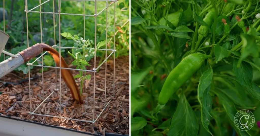 Left: Watering a caged tomato plant during the garden transition; Right: Close-up of a green pepper growing among green leaves from summer to fall.