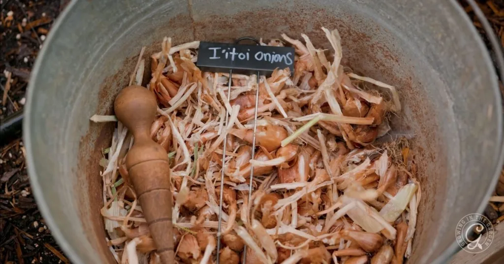 A metal bucket filled with I’itoi onion bulbs and a wooden tool, labeled with a small sign—perfect for seasonal gardening and garden transitions from summer to fall.