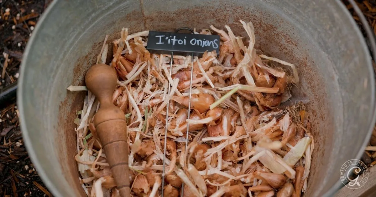 A metal bucket filled with I&rsquo;itoi onion bulbs and a wooden tool, labeled with a small sign&mdash;perfect for seasonal gardening and garden transitions from summer to fall.