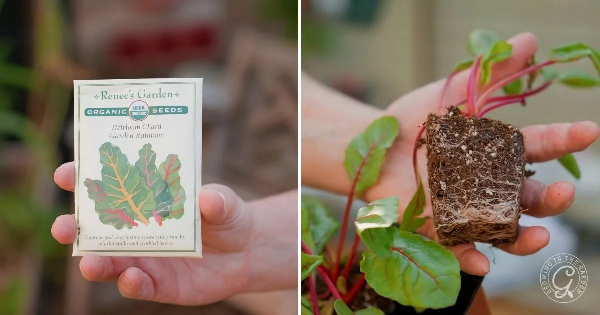 Left: Hand holding a packet of organic chard seeds&mdash;one of the easy vegetables for mild winters. Right: Hand holding a chard seedling with visible roots.
