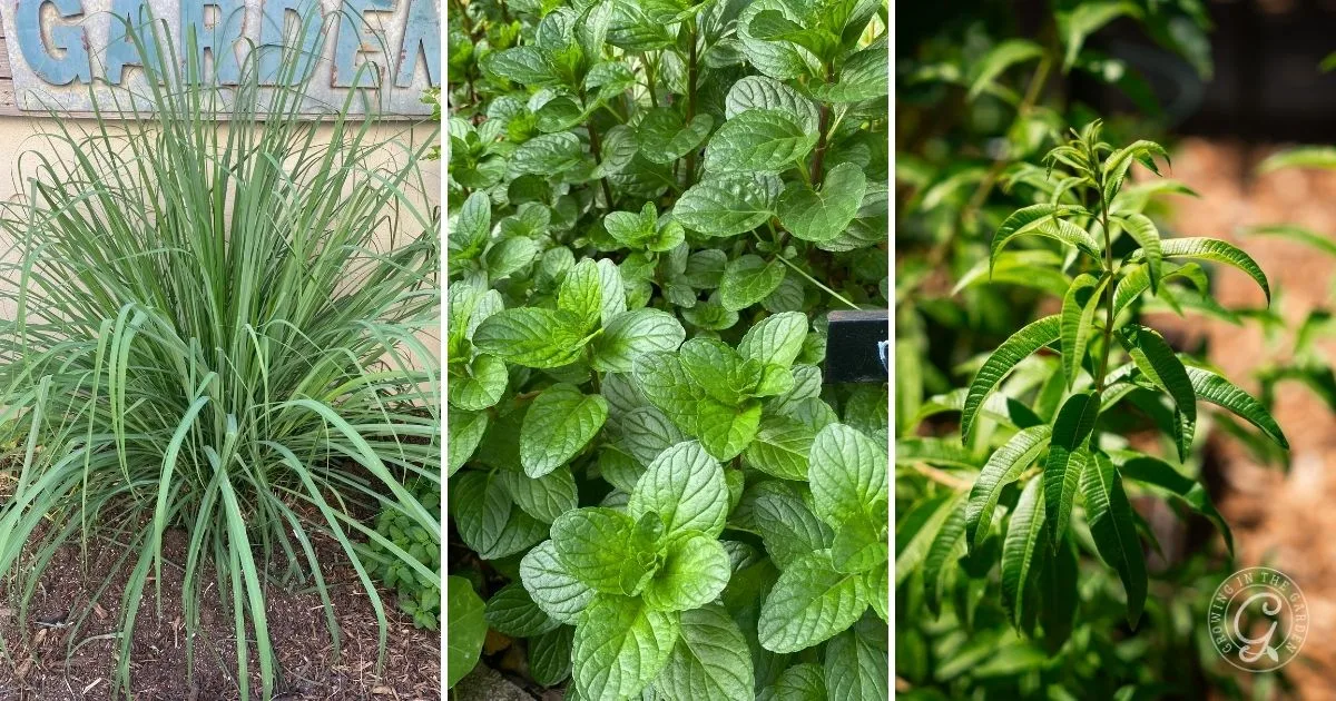 Three-panel image of lemongrass, mint, and lemon verbena plants thriving outdoors&mdash;a perfect inspiration if you&rsquo;re curious about how to grow herbs in containers in your own garden.