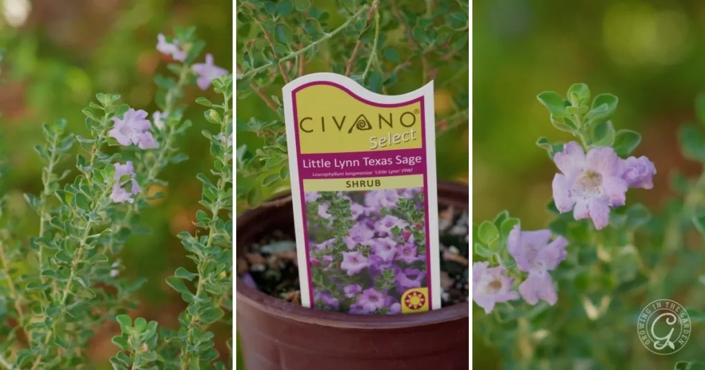 Close-up of a potted Little Lynn Texas Sage shrub with light purple flowers and a plant label—one of the best shrubs for desert landscape.
