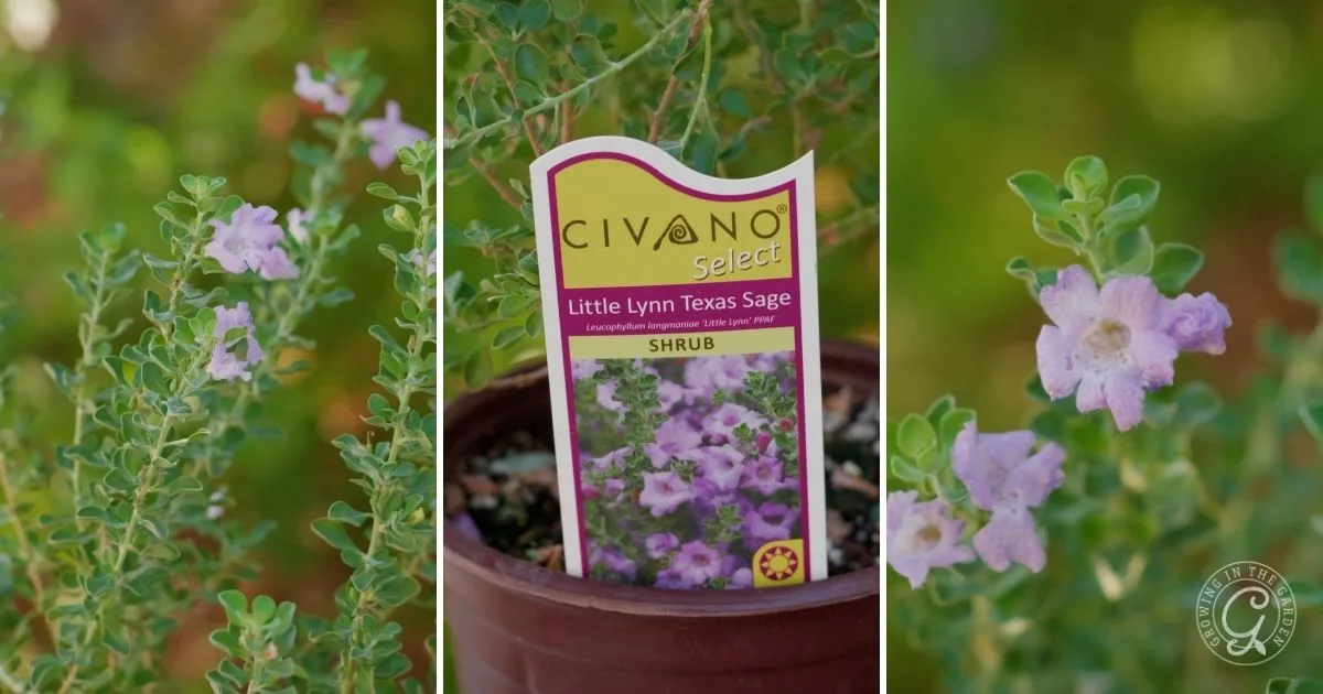Close-up of a potted Little Lynn Texas Sage shrub with light purple flowers and a plant label—one of the best shrubs for desert landscape.