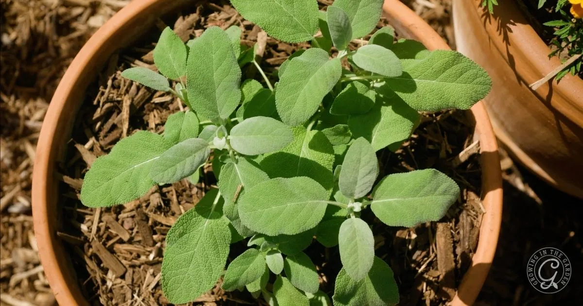A sage plant with green leaves grows in a terracotta pot filled with mulch, demonstrating how to grow herbs in containers for a fresh, aromatic addition to your home.