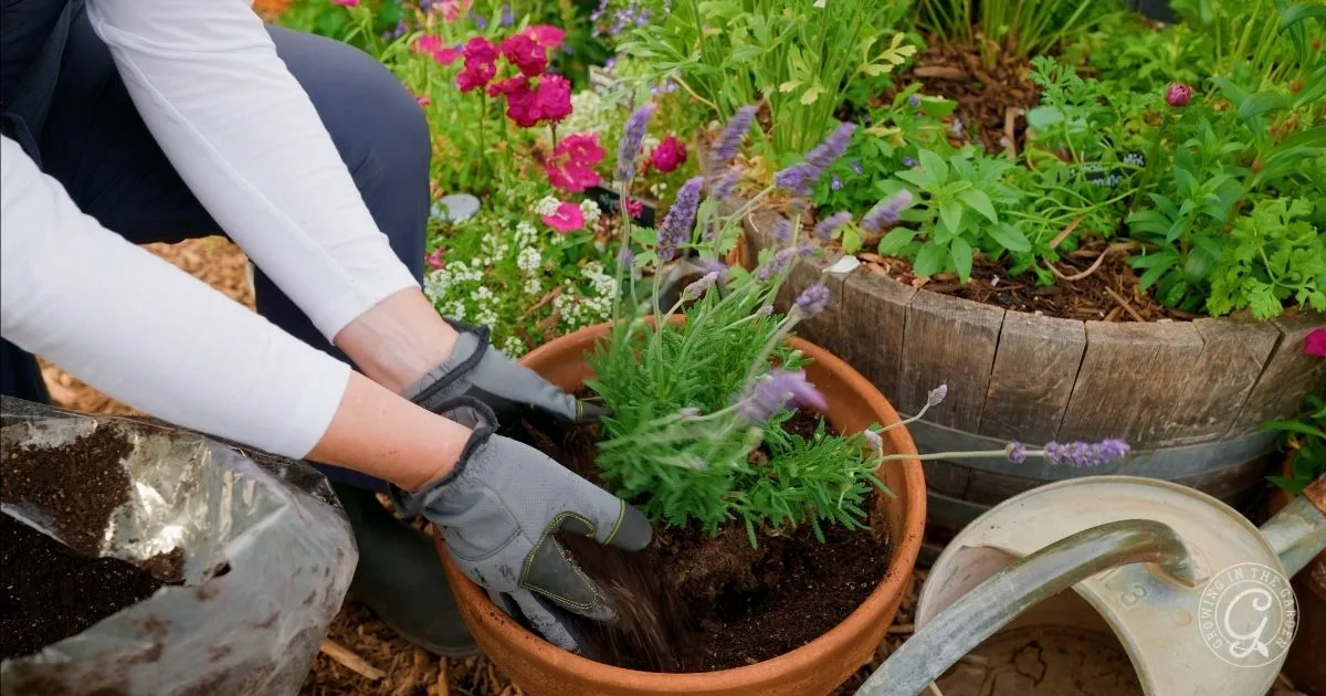 Person wearing gloves planting lavender in a terracotta pot, surrounded by flowers and gardening tools&mdash;a perfect scene for learning how to grow herbs in containers.
