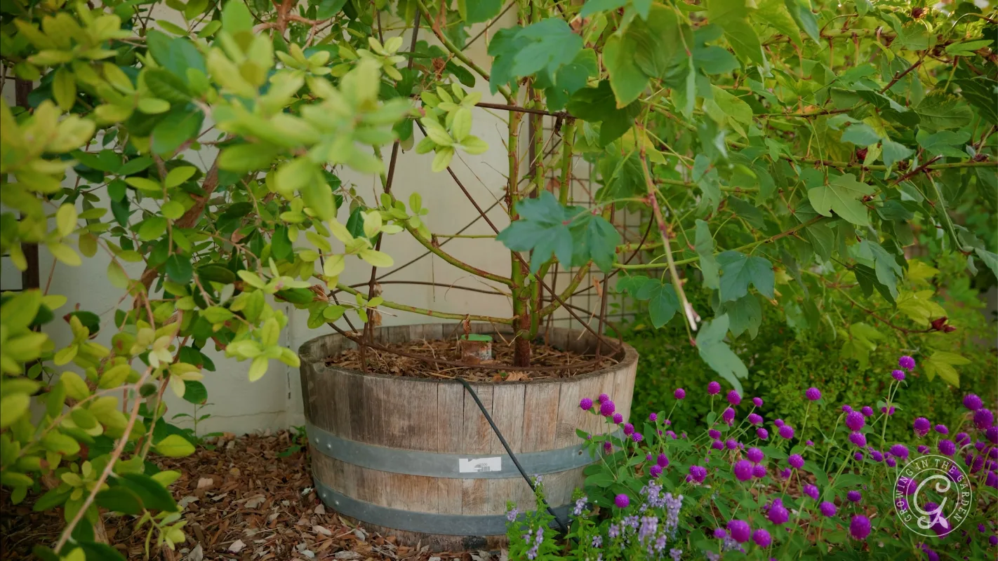 A wooden barrel planter with a leafy plant, surrounded by green foliage and purple flowers.