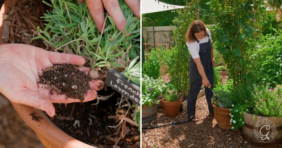 Left: Hands planting French lavender, showing how to grow herbs in containers; Right: Person watering potted plants in a garden.