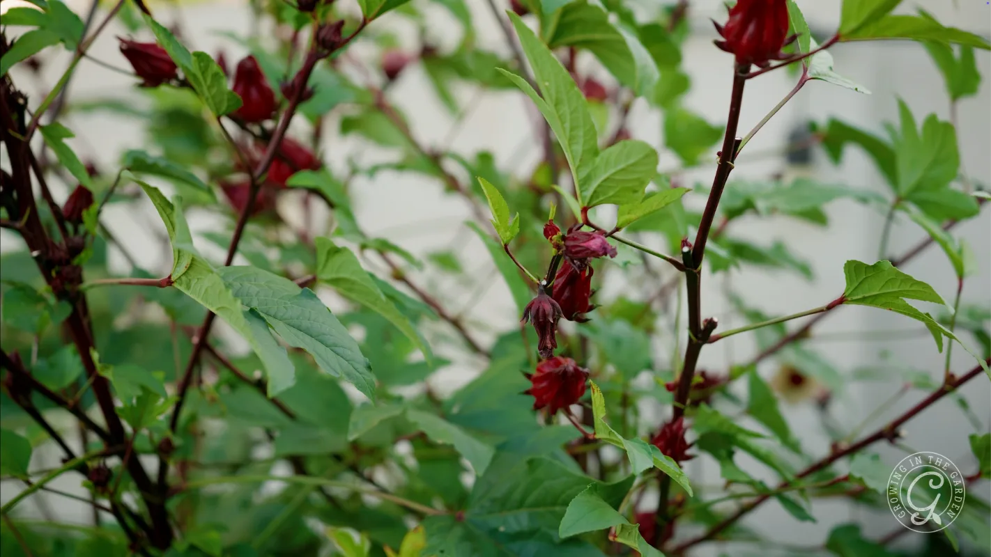 Red hibiscus buds and green leaves growing on branches against a light, blurred background.