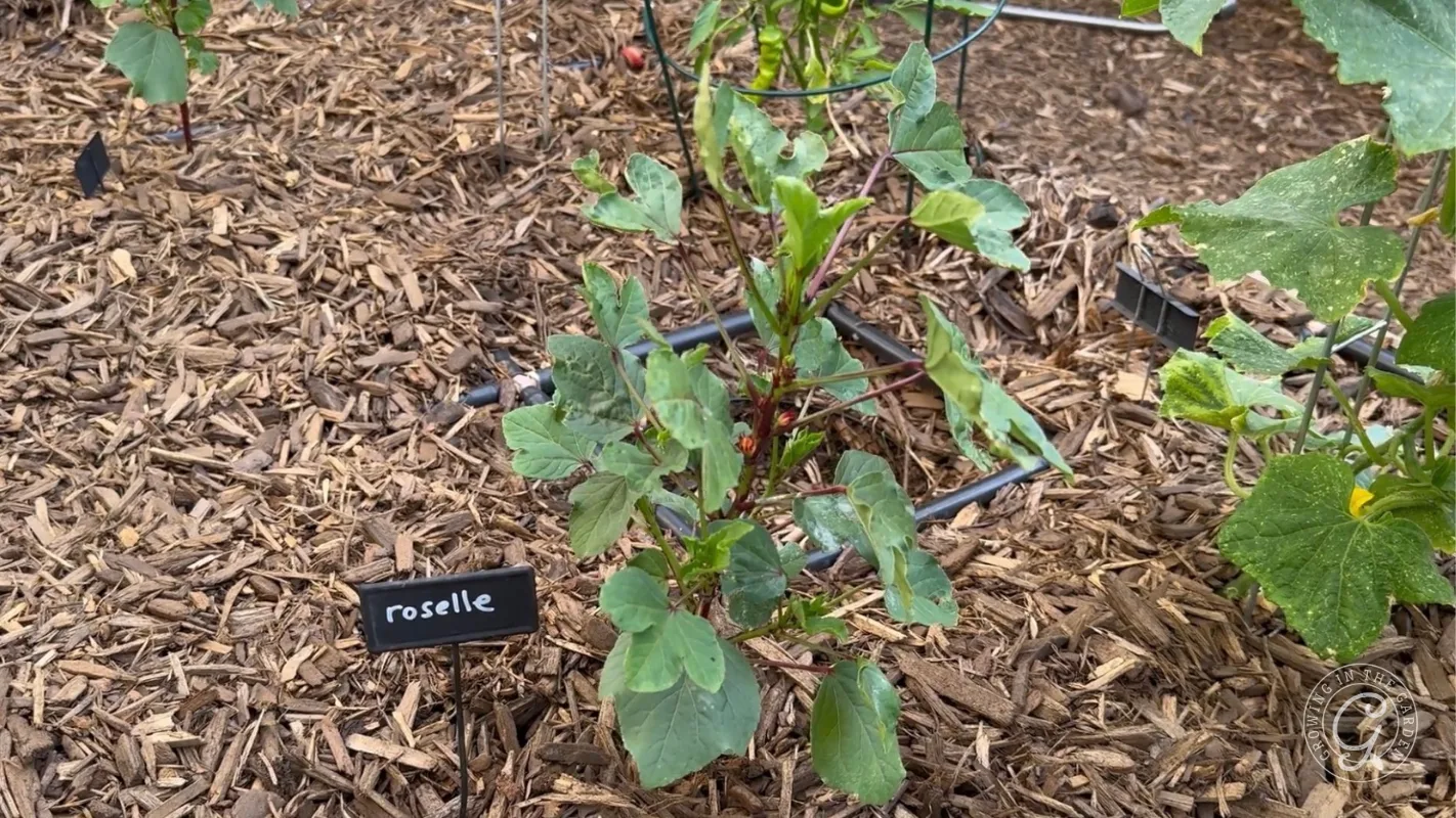 Roselle plant growing in mulch with a small black sign labeled roselle in front of it.