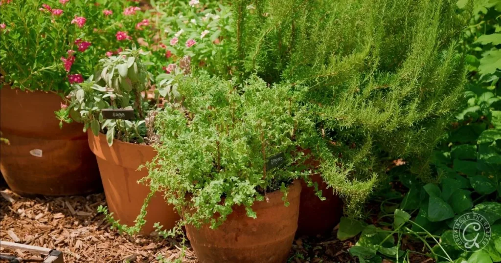 Potted herbs including sage, oregano, and rosemary thrive in a garden with green foliage and pink flowers—learn how to repot herbs to keep them healthy and flourishing.