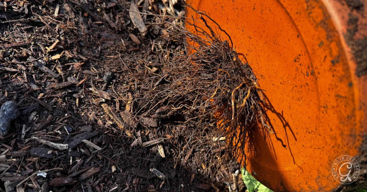 Plant roots emerging from an overturned orange pot onto dark soil and mulch&mdash;a simple example of how to grow herbs in containers.