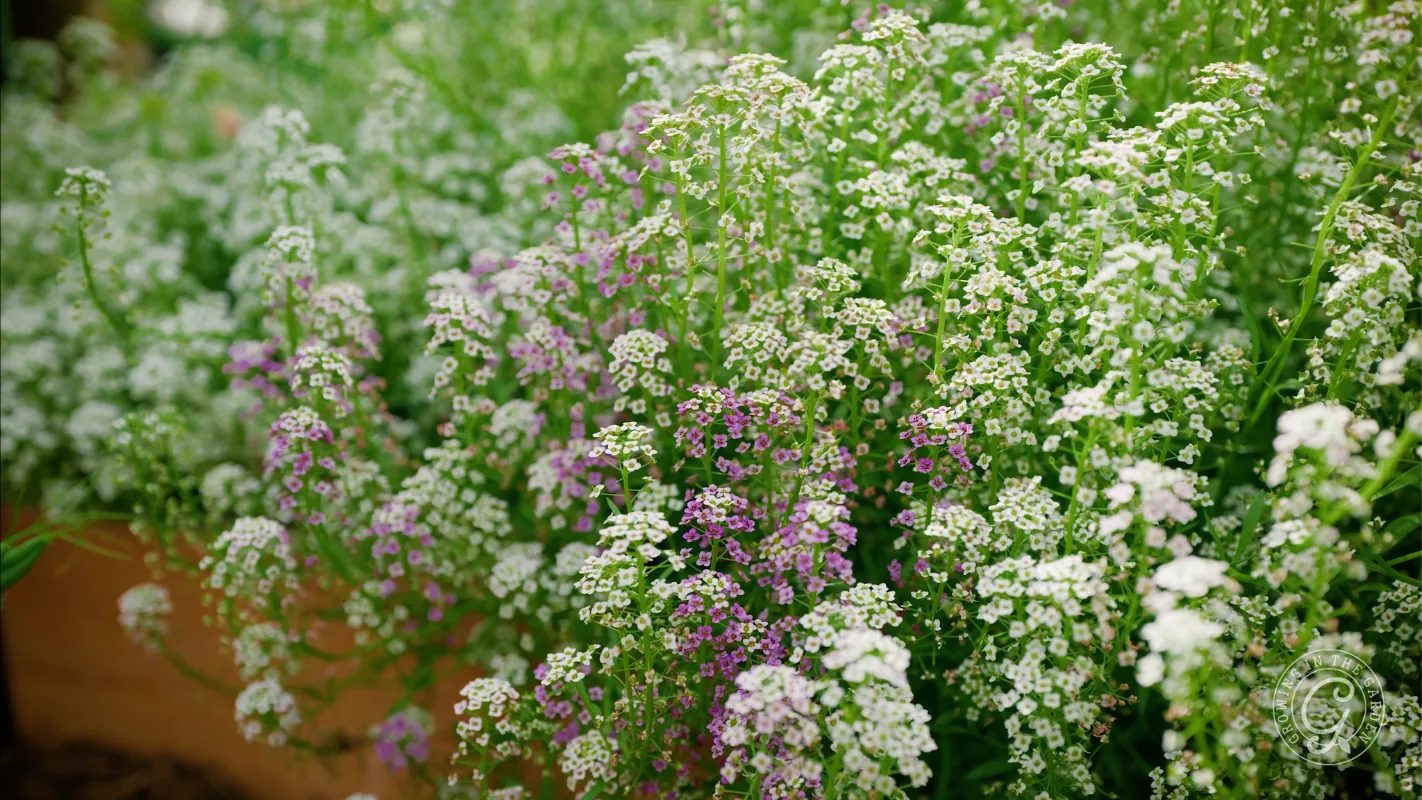 Clusters of small white and purple flowers growing densely in a garden with green foliage.