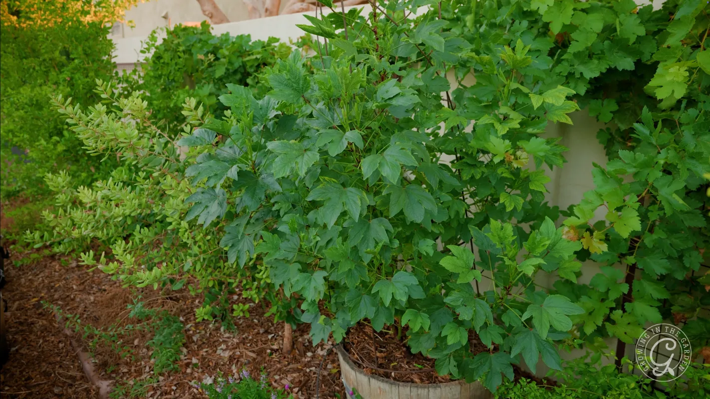 Green leafy bushes growing in a garden, with mulch and a wooden border, next to a light-colored wall.