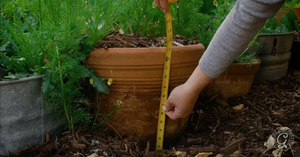 A hand measures the height of a large terracotta pot with a yellow tape measure in a garden, an important step for those learning how to grow herbs in containers.