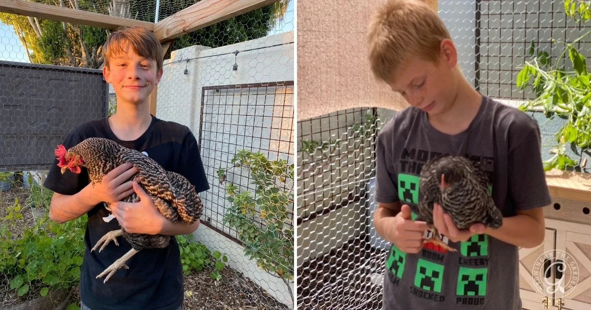 A boy holding a black-and-white chicken in an outdoor garden on two different occasions—showcasing the joys of raising backyard chickens and inspiring others to start a flock for a healthy, happy experience.