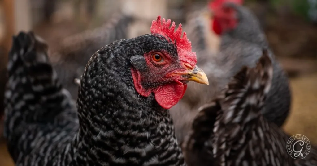Close-up of a black and white striped chicken with a red comb, surrounded by other backyard chickens—perfect inspiration if you want to start a flock of healthy chickens.