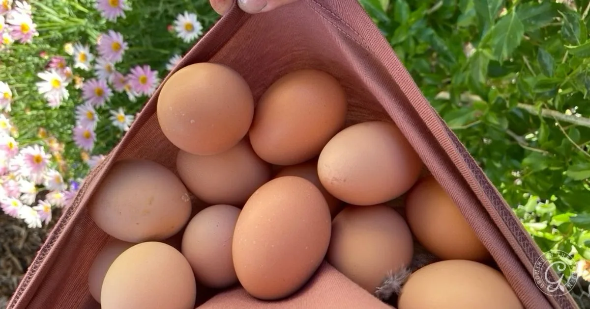 A person gathers brown eggs in a shirt outdoors, near green plants and pink daisies—an idyllic moment for anyone looking to start a flock of backyard chickens and enjoy a healthy flock’s fresh eggs.