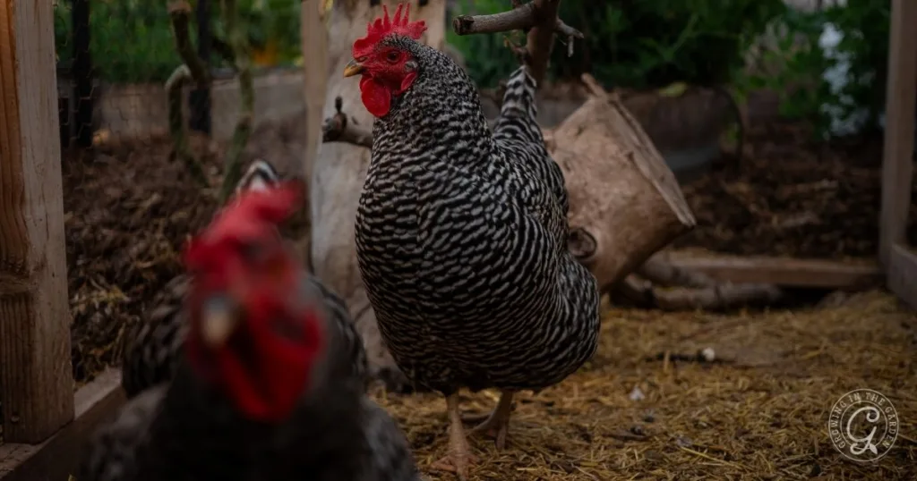 Two black and white barred chickens stand on straw in a coop, one in focus with a red comb—a perfect scene for anyone looking to start a flock or add to their healthy flock of backyard chickens.