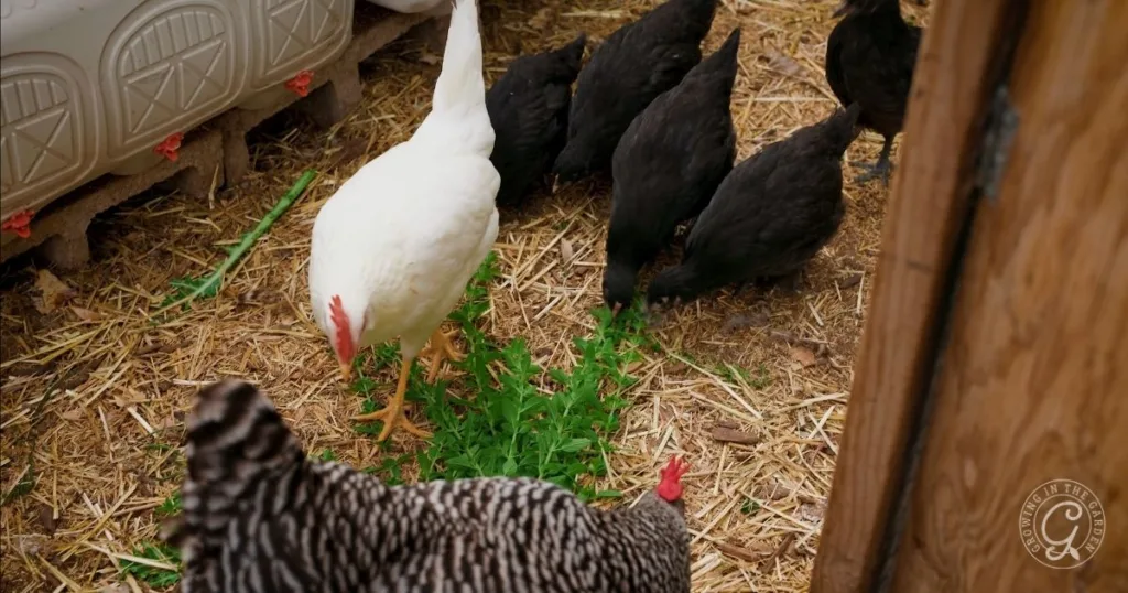 Healthy chickens enjoy greens on straw-covered ground inside a coop, with a white, black, and striped chicken visible—perfect inspiration if you want to start a flock of backyard chickens.